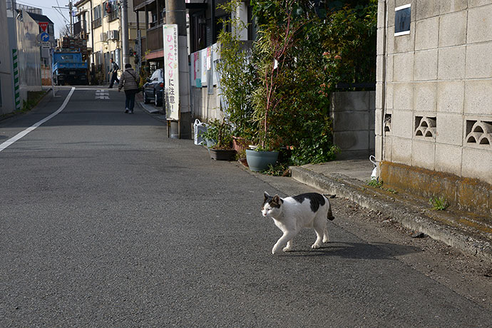 街のねこたち