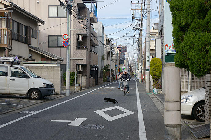 街のねこたち