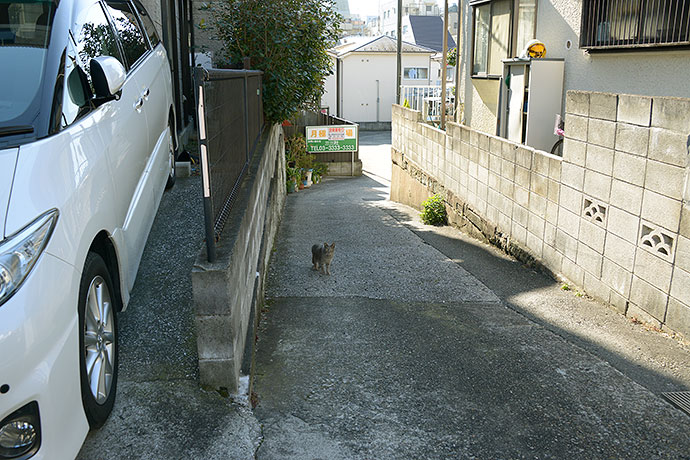 街のねこたち