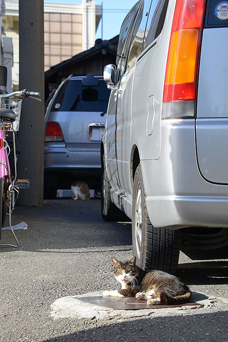 街のねこたち