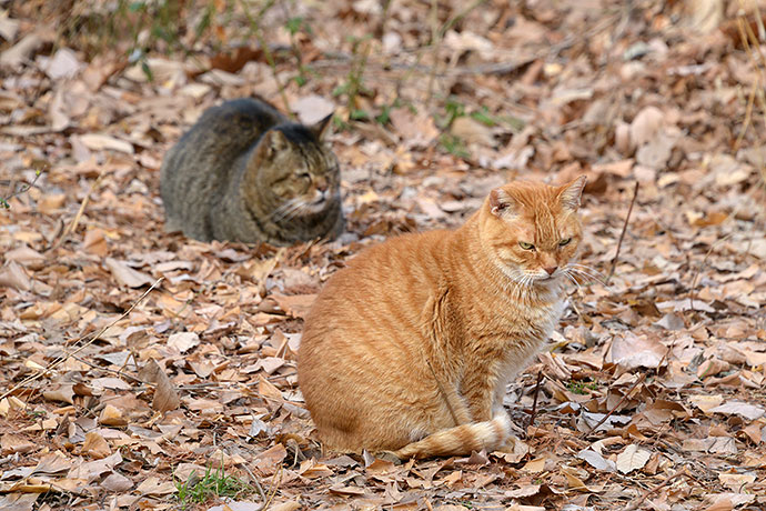 街のねこたち