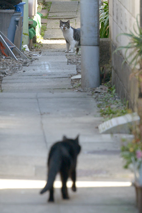 街のねこたち