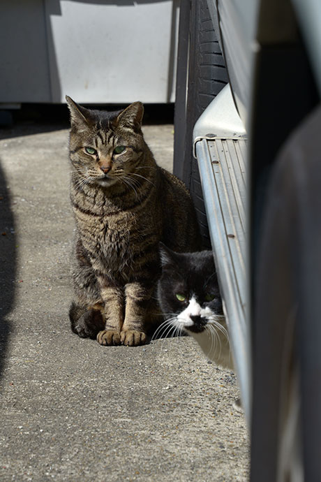 街のねこたち