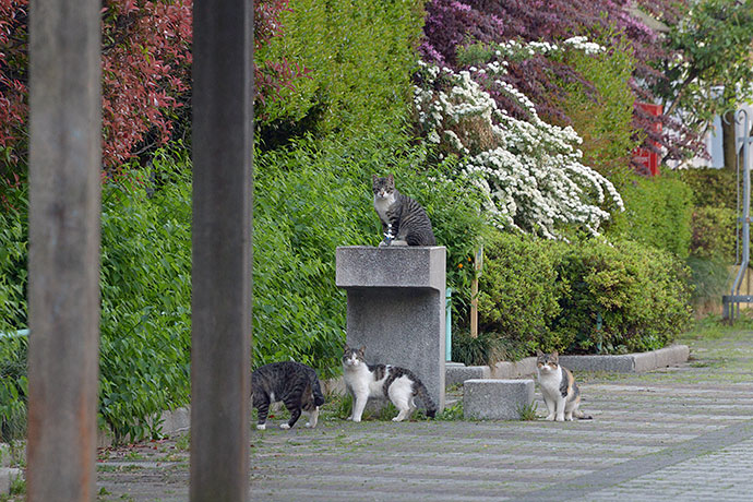 街のねこたち