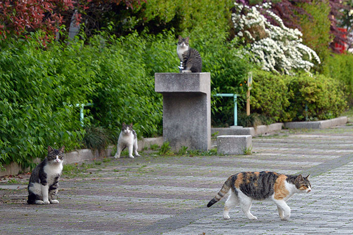 街のねこたち
