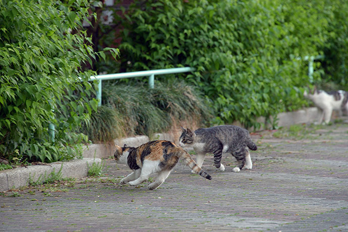 街のねこたち