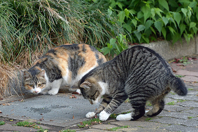 街のねこたち