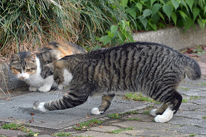 街のねこたち