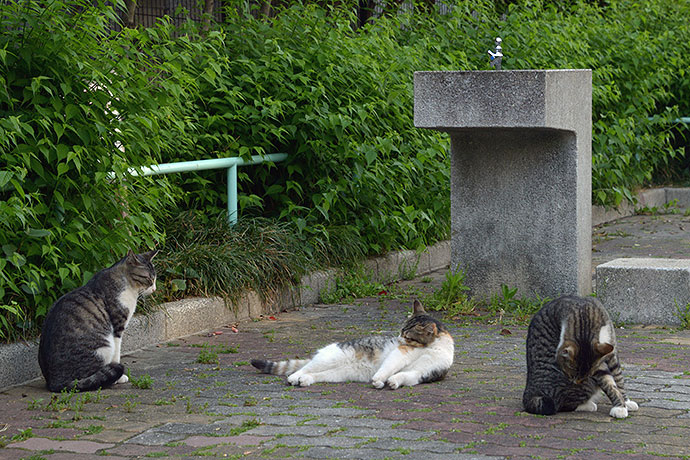 街のねこたち