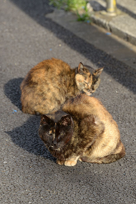 街のねこたち