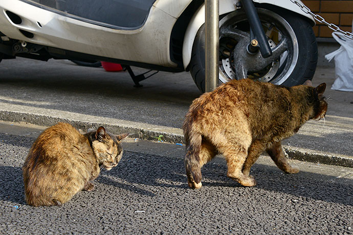 街のねこたち