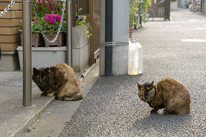 街のねこたち