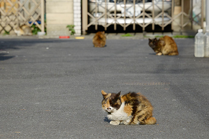 街のねこたち
