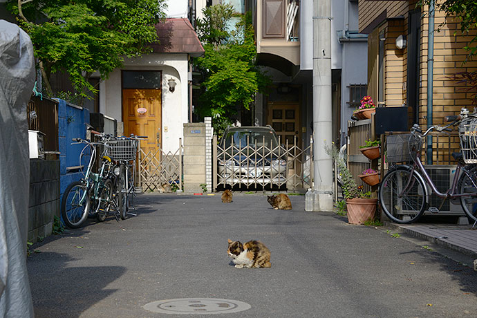 街のねこたち