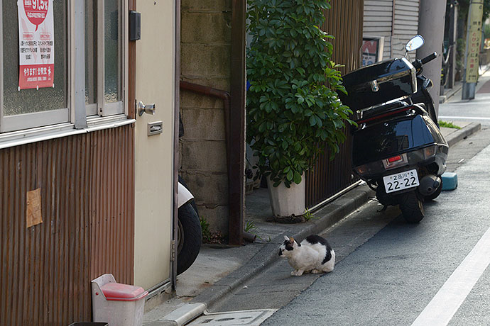 街のねこたち