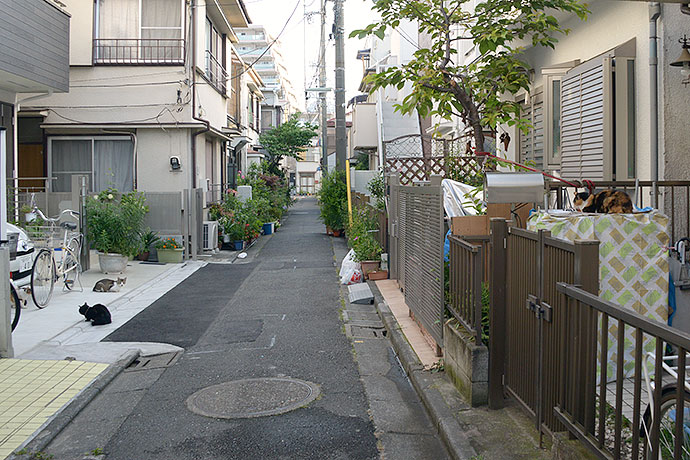街のねこたち