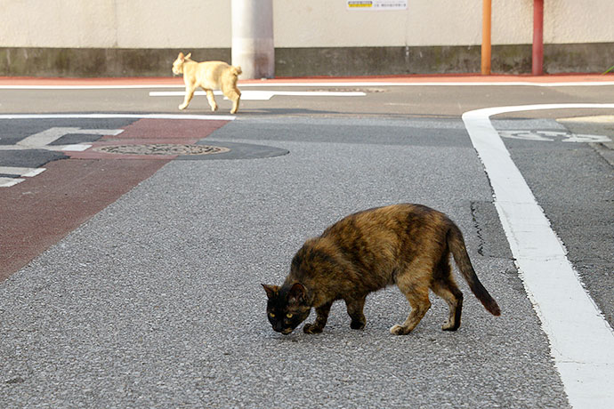街のねこたち
