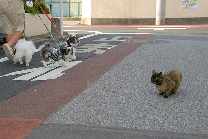 街のねこたち