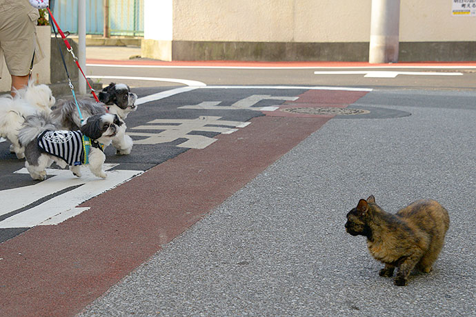 街のねこたち