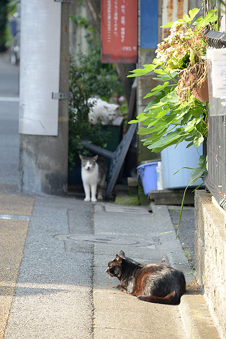 街のねこたち