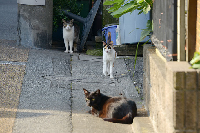 街のねこたち