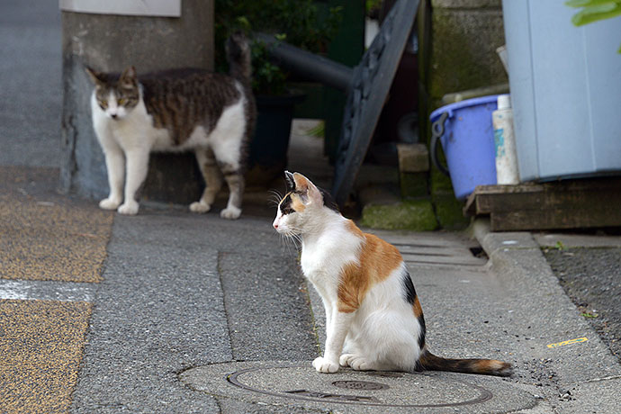 街のねこたち