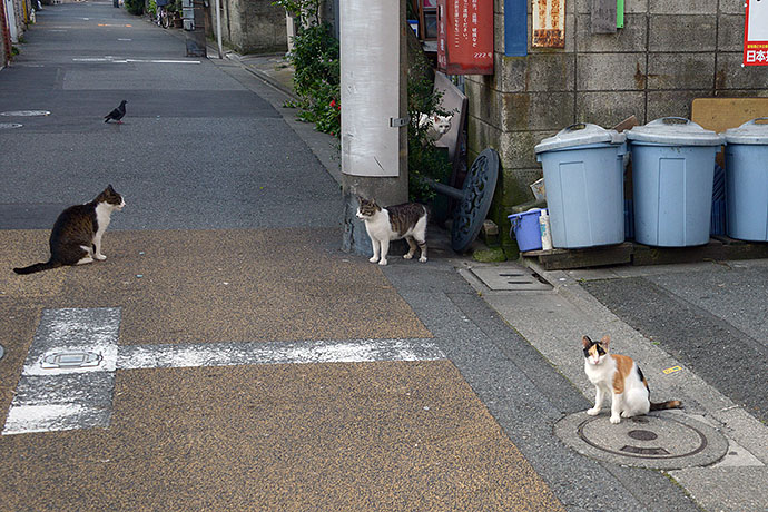 街のねこたち