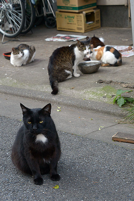 街のねこたち