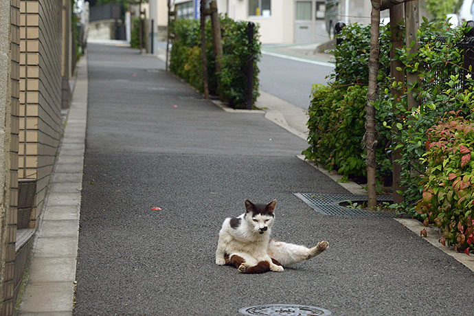 街のねこたち