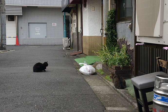 街のねこたち