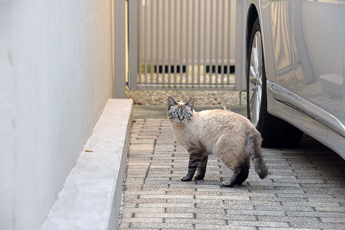 街のねこたち
