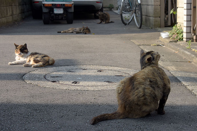 街のねこたち