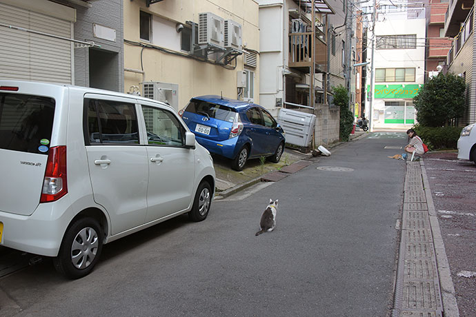 街のねこたち