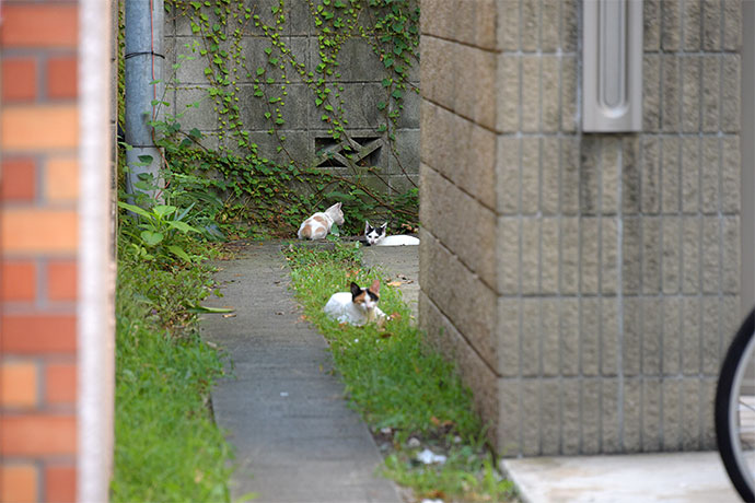 街のねこたち