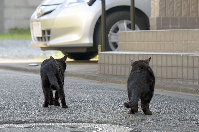 街のねこたち