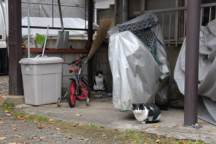 街のねこたち