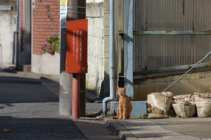 街のねこたち