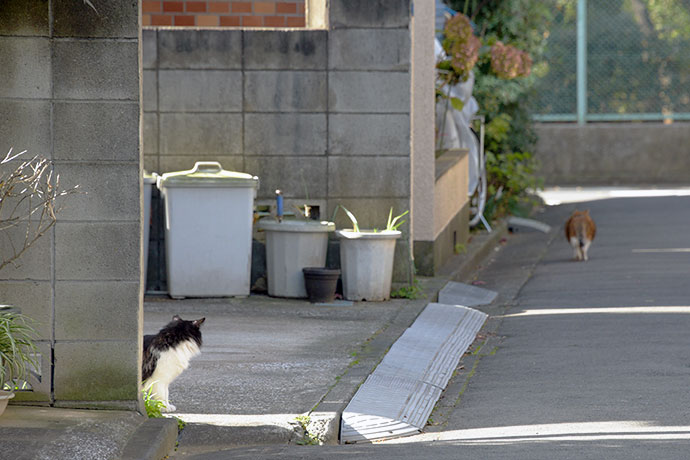 街のねこたち