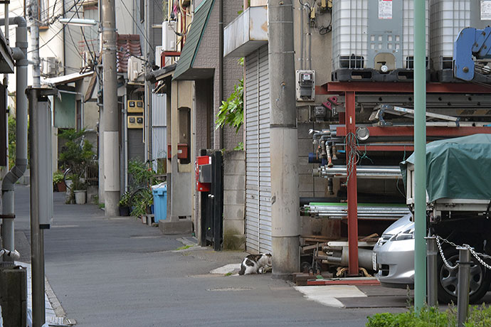 街のねこたち