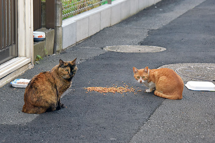 街のねこたち