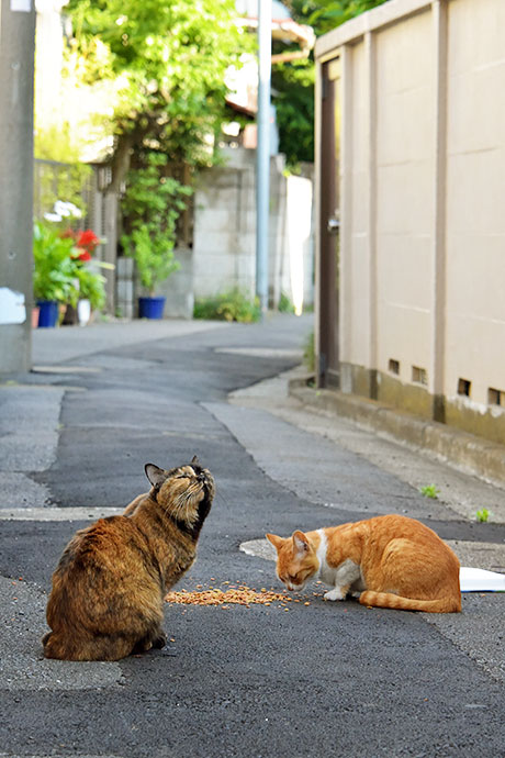 街のねこたち