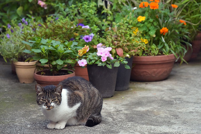 街のねこたち