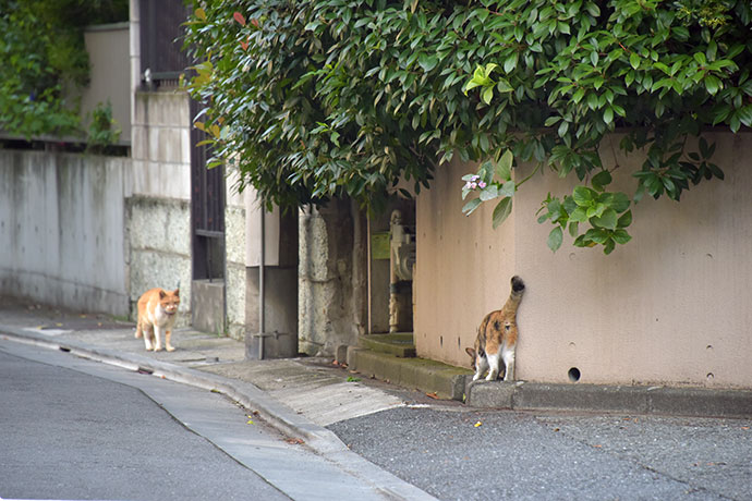 街のねこたち