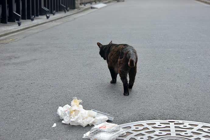 街のねこたち
