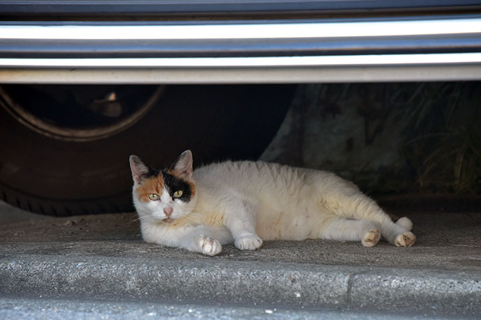 街のねこたち