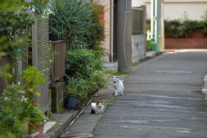 街のねこたち