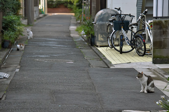 街のねこたち