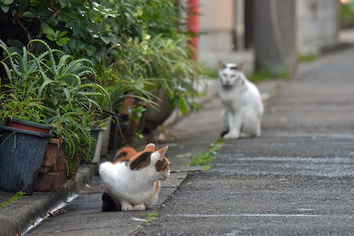 街のねこたち
