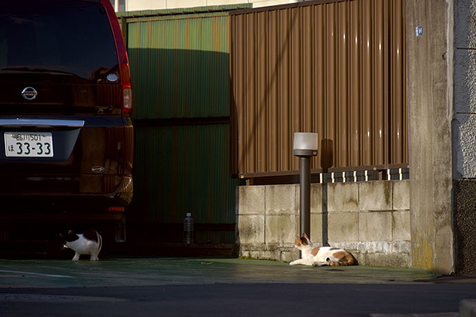 街のねこたち
