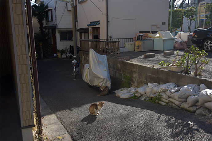 街のねこたち